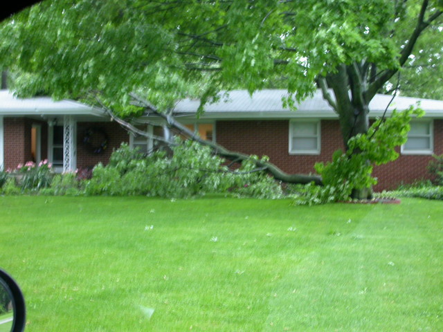 Limb on house