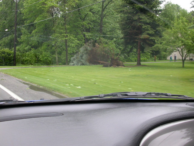 Uprooted pine tree