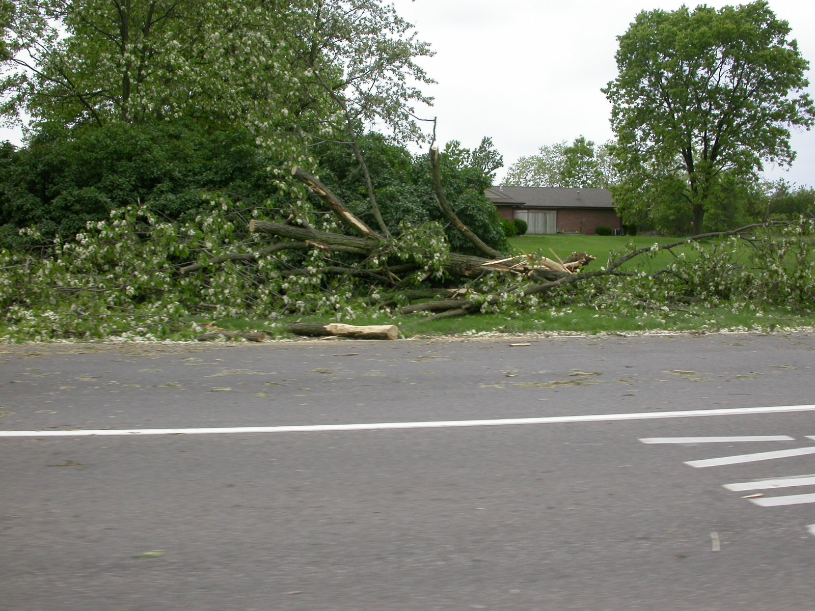 Shattered tree