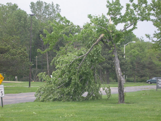 Broken tree