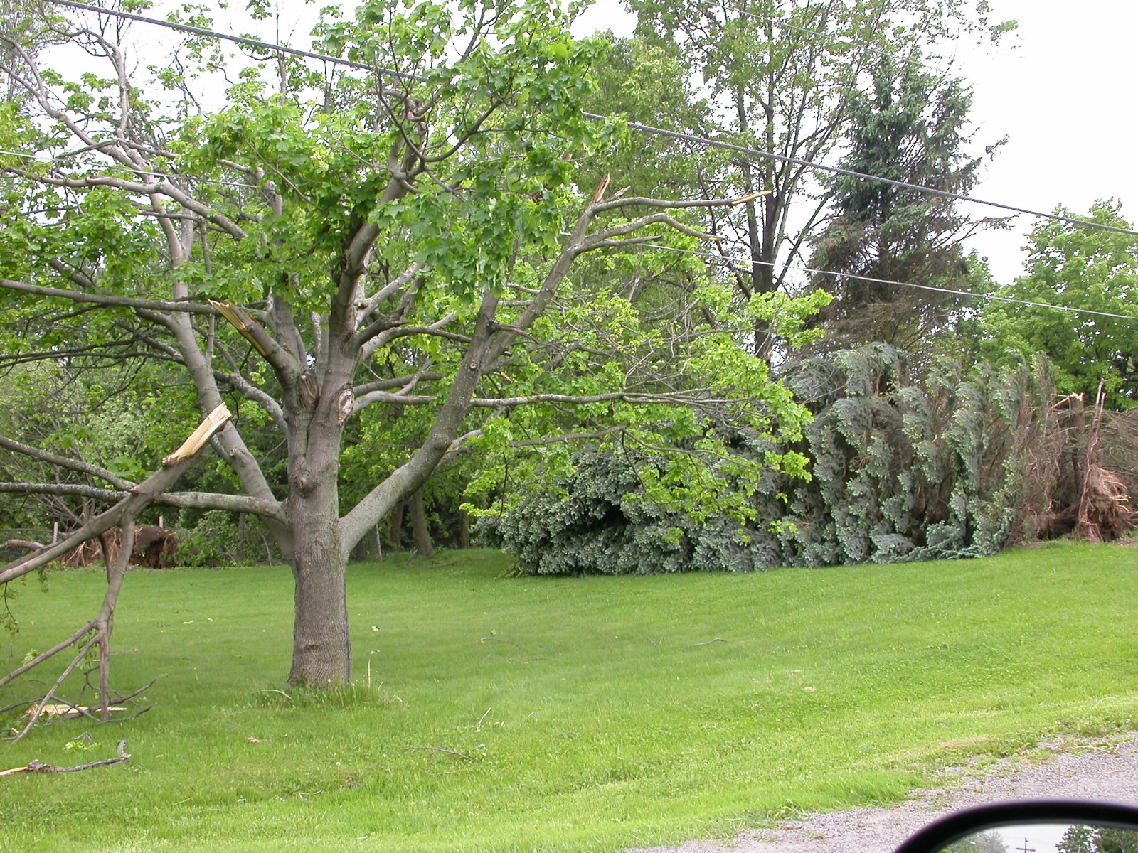 Snaped tree, up rooted pine