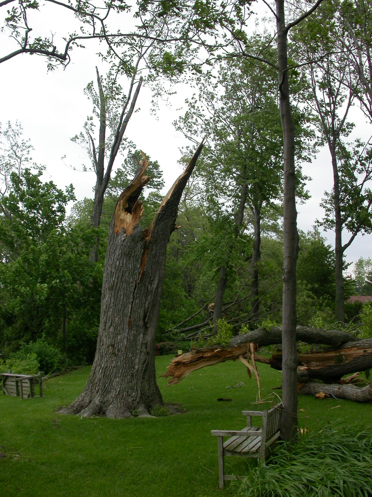 Shattered tree