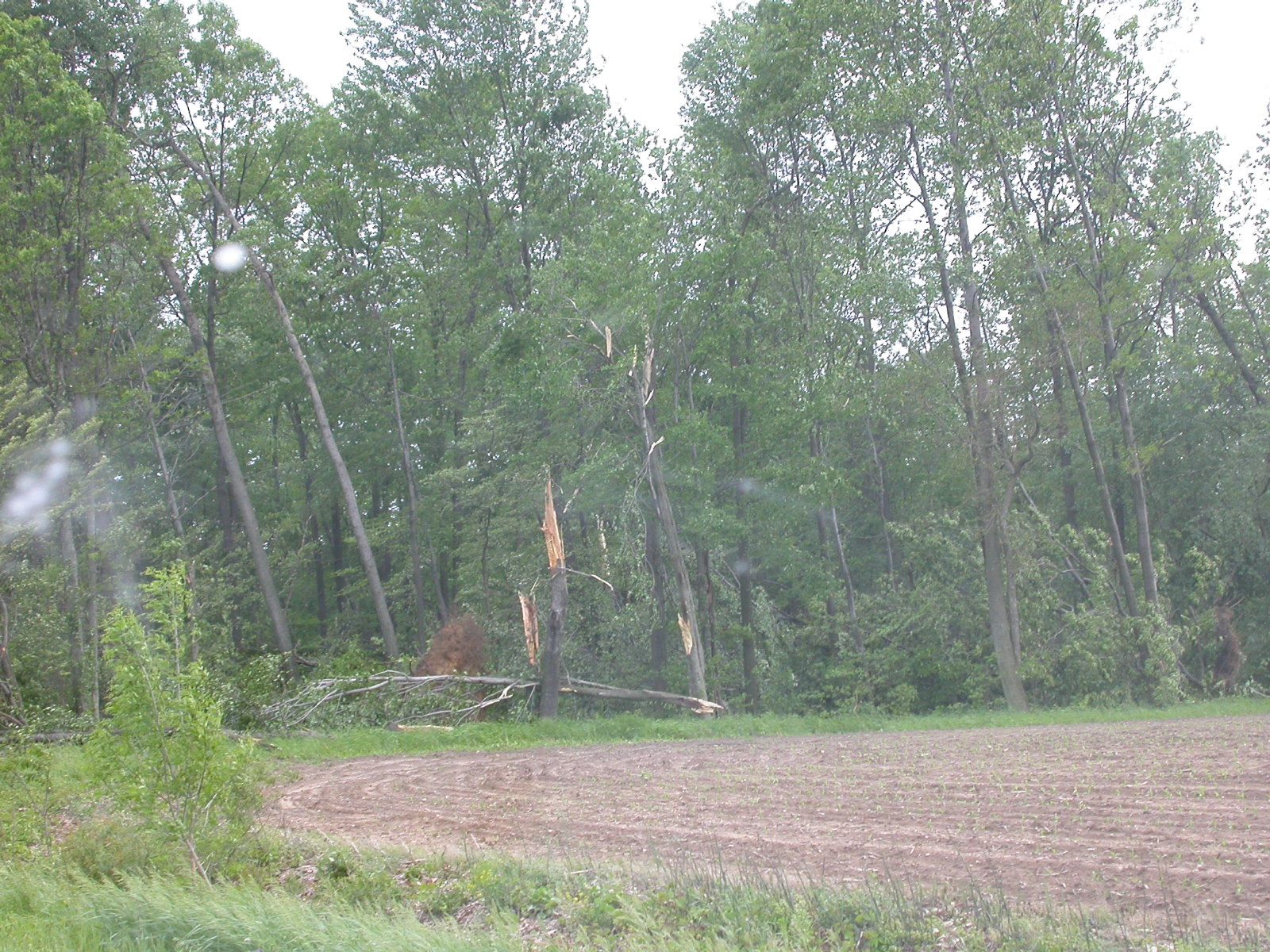 Shattered trees