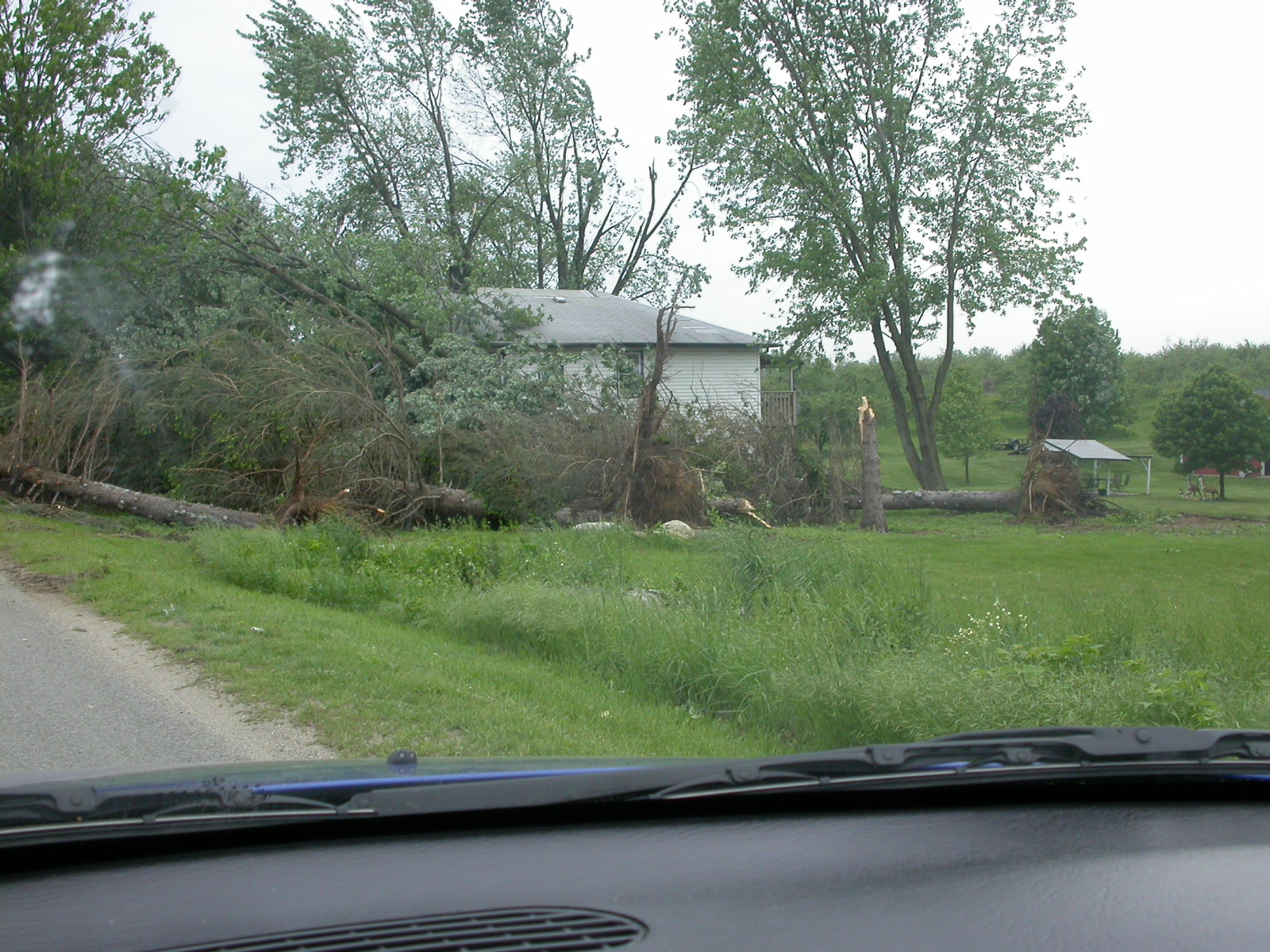 Uprooted trees